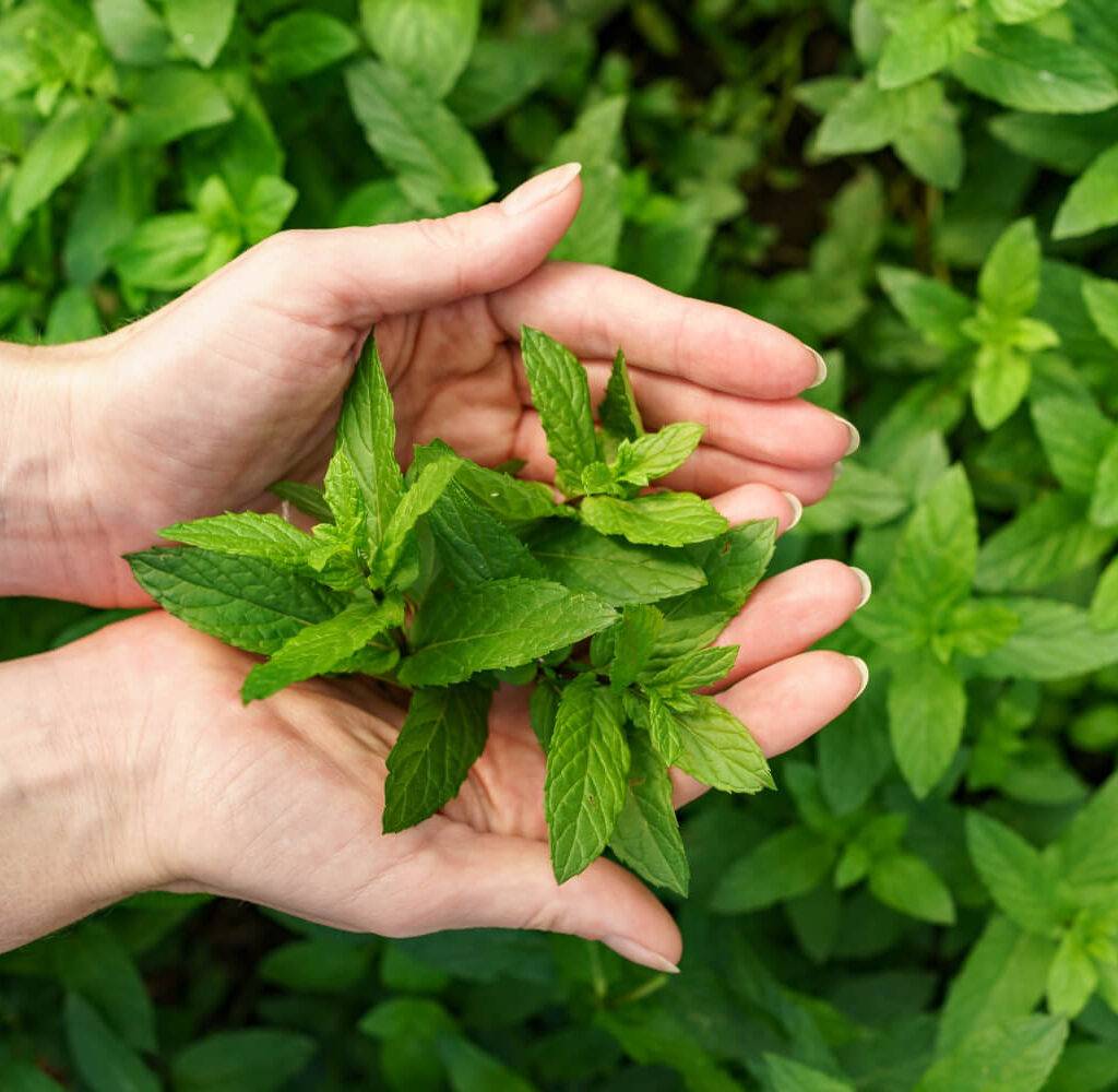 livros sobre plantas, plantas medicinais, fitoterápicos, saúde